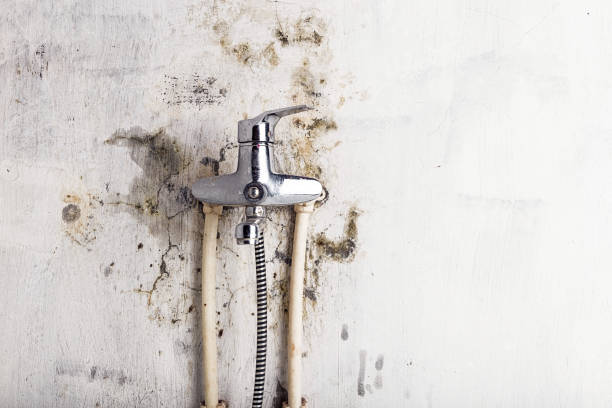 Best Health and Safety Mold Remediation in Bremerton, WA