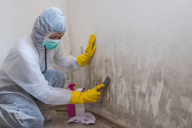 Best Black Mold Remediation in Bremerton, WA