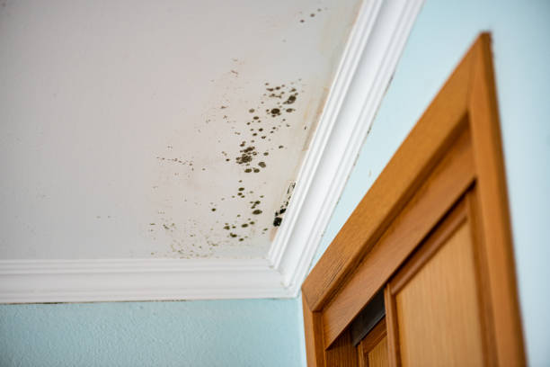 Best Post-Flood Mold Remediation in Bremerton, WA