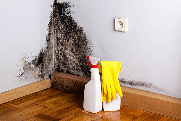 Best HVAC Mold Remediation in Bremerton, WA